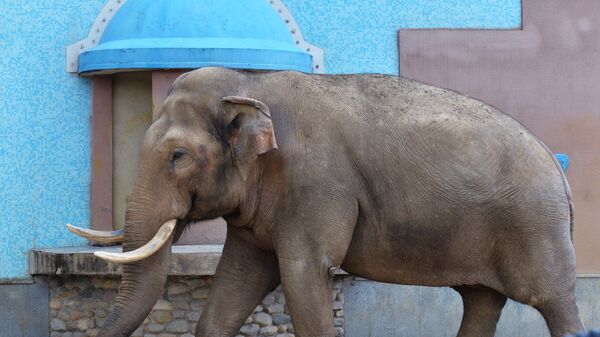 Слон в зоопарке. Архивное фото