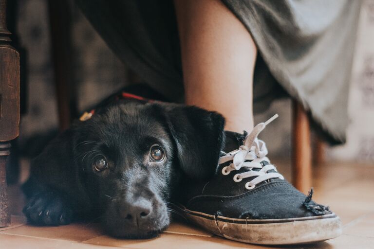 Работа победителя конкурса Dog Photographer of the year