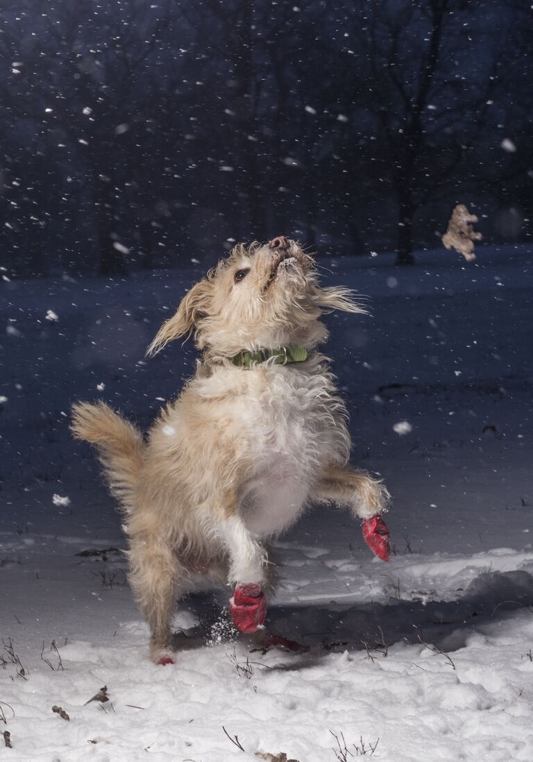 Работа победителя конкурса Dog Photographer of the year