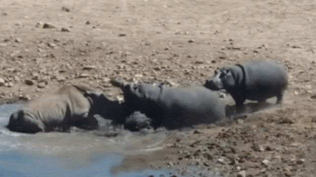 В ЮАР бегемот утопил помешавшего ему пить носорога