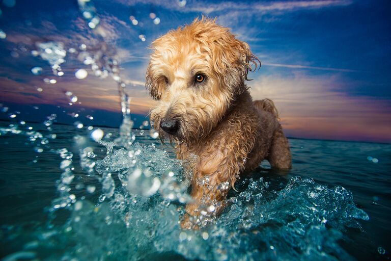 Работа победителя конкурса Dog Photographer of the year