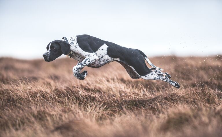 Работа победителя конкурса Dog Photographer of the year