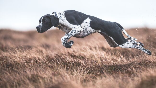 Работа победителя конкурса Dog Photographer of the year