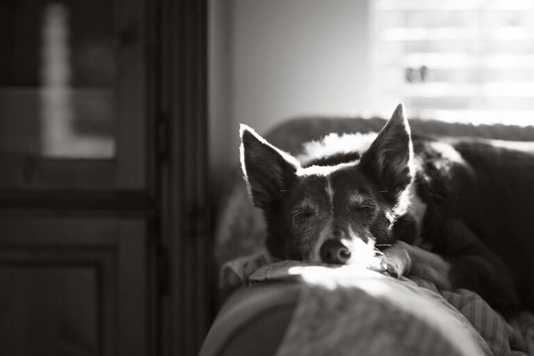 Работа победителя конкурса Dog Photographer of the year