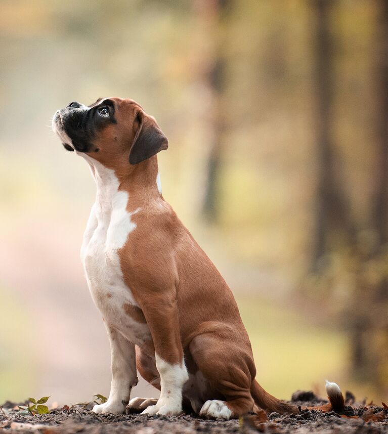 Работа победителя конкурса Dog Photographer of the year