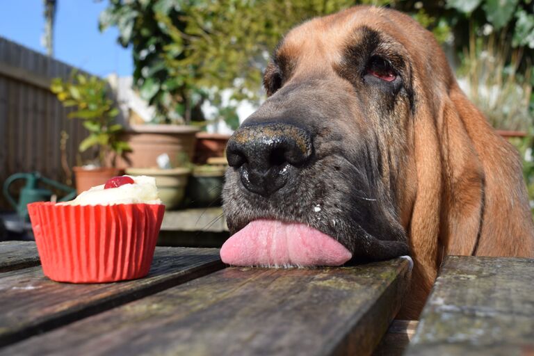 Работа победителя конкурса Dog Photographer of the year