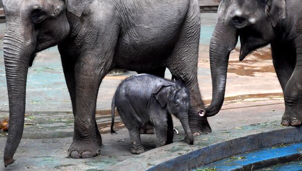 Слоненок, родившийся в Московском зоопарке. Архивное фото