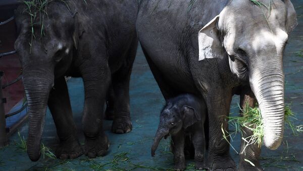 Детеныш азиатского слона Филимон, родившийся в Московском зоопарке