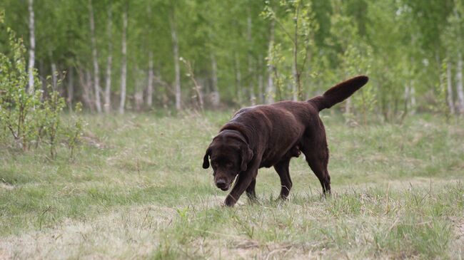 Собака-спасатель Даг, погибшая от рук живодеров в Челябинской области