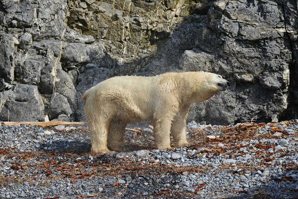 Белый медведь на острове Пуховый. Новая Земля. 2016.