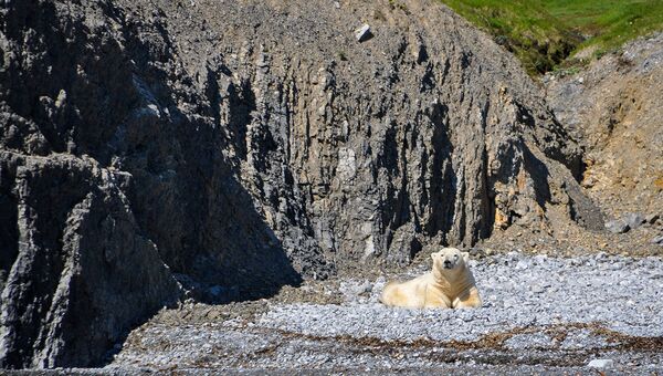 Белый медведь на ледовом поле, море Лаптевых. Архивное фото