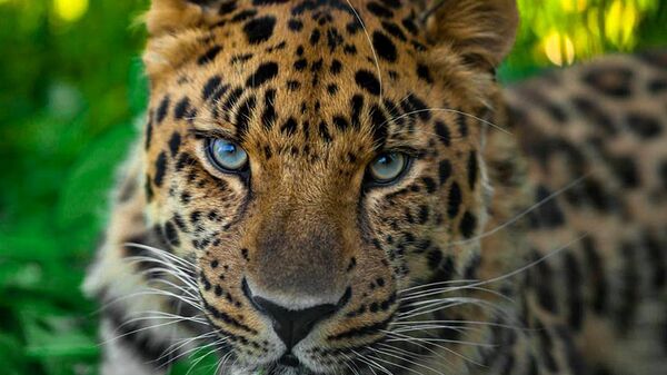 Пятнистые итоги: что произошло с дальневосточным леопардом в 2017 году