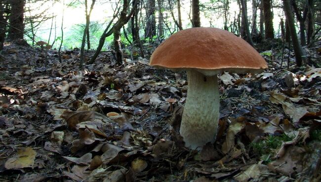 Эктомикоризный гриб. Архивное фото