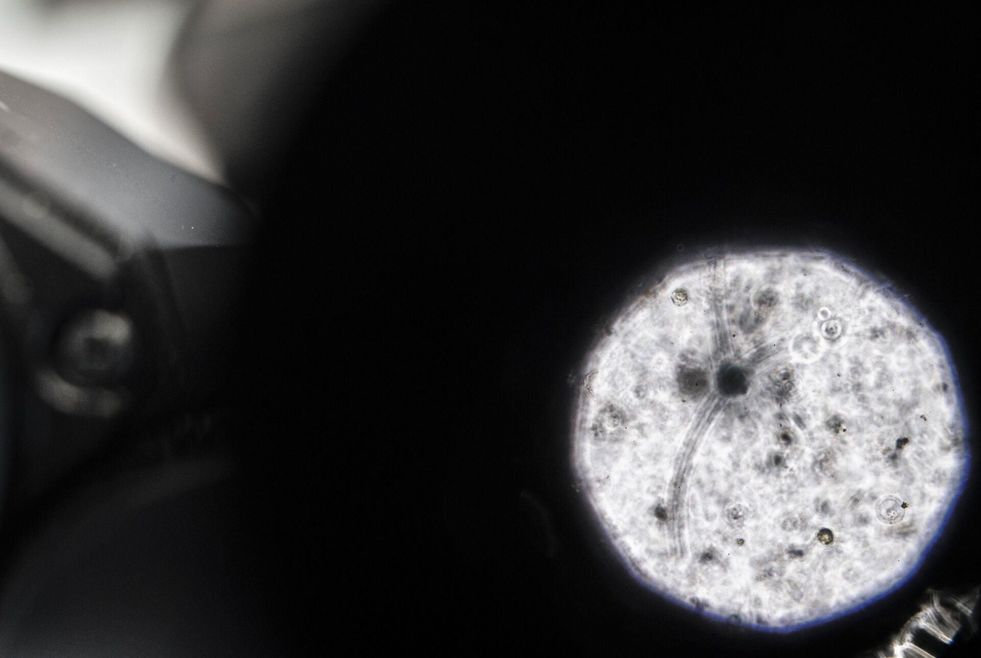 Протопласты картофеля в микроскопическом увеличении - РИА Новости, 1920, 01.11.2025