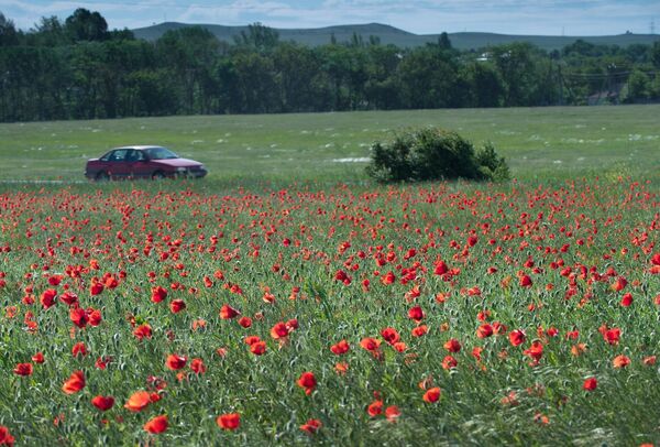 Цветущие маки в окрестностях города Зуя в Крыму Цветущие маки в окрестностях города Зуя в Крыму