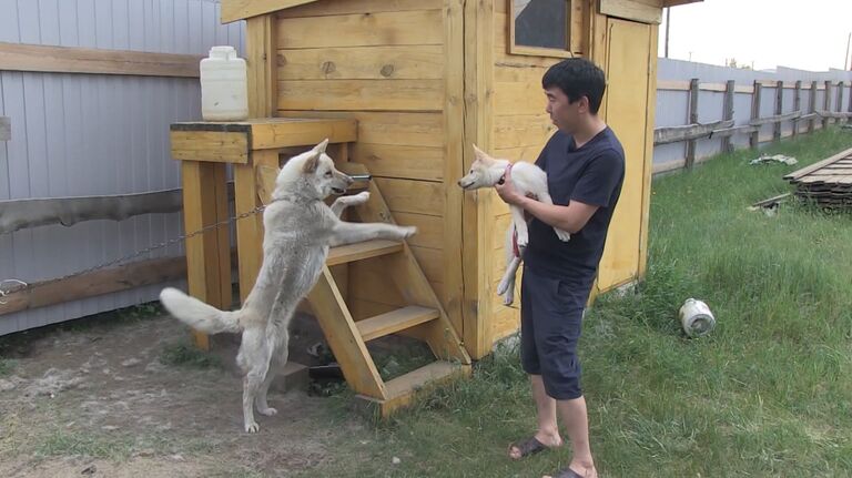 Якутская лайка Суутук впервые встретилась с клонированным из ее уха щенком Якутская лайка Суутук впервые встретилась с клонированным из ее уха щенком