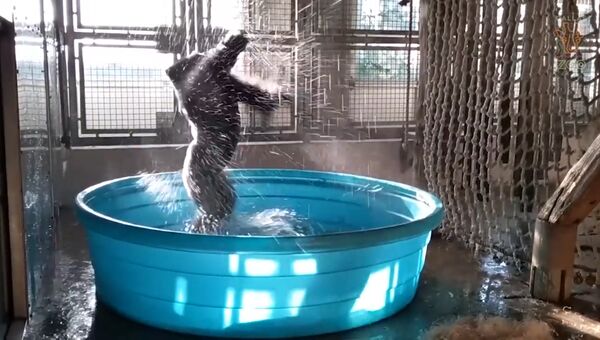 Как будто никто не видит: горилла зажигательно станцевала в бассейне