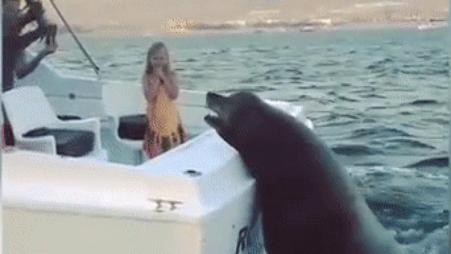 Огромный тюлень забрался на движущуюся моторную лодку, чтобы получить рыбу