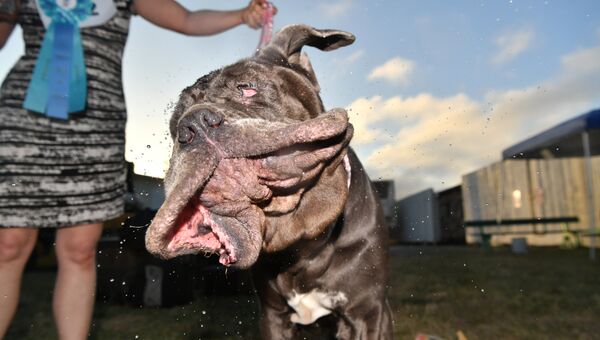 Неаполитанский мастиф по кличке Марта, признанный самой уродливой собакой мира
