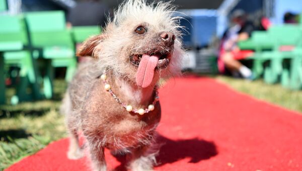 Китайская хохлатая по кличке Джози во время конкурса на звание самой уродливой собаки в мире