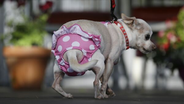 Чихуахуа по кличке Precious во время конкурса на звание самой уродливой собаки в мире
