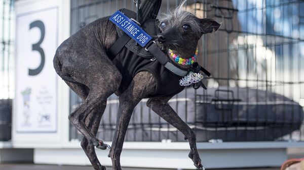 Китайская хохлатая по кличке Чейз во время конкурса на звание самой уродливой собаки в мире