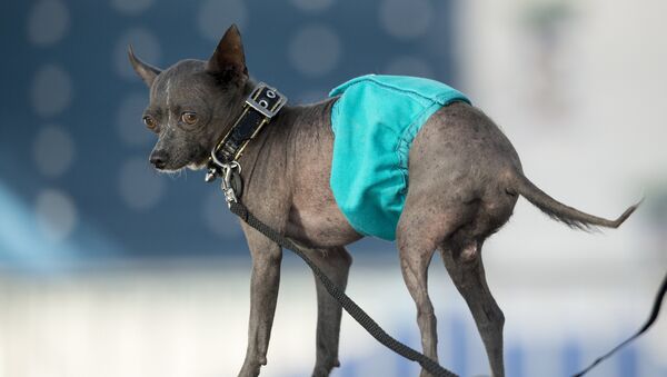 Китайская хохлатая по кличке Джейк во время конкурса на звание самой уродливой собаки в мире