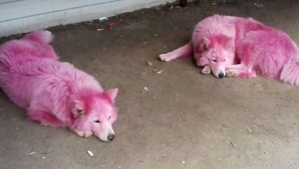 Окрашенные в розовый самоедские собаки
