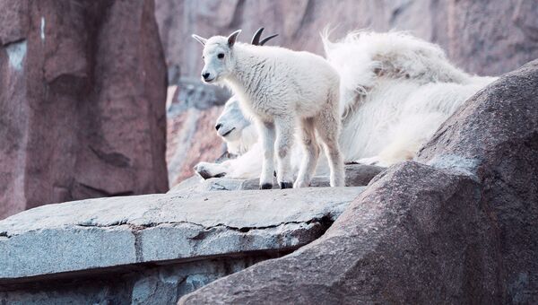 В Московском зоопарке родился детеныш снежных коз