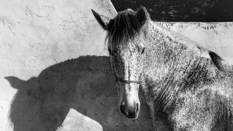 Работа фотографа из Италии Francesca Tonegutti, занявшая 1-ое место в категории Животные в iPhone Photography Awards 2017 Работа фотографа из Италии Francesca Tonegutti, занявшая 1-ое место в категории Животные в iPhone Photography Awards 2017