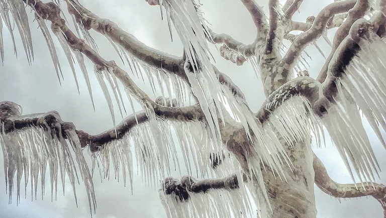 Работа фотографа из Франции Magali Chesnel, занявшая 1-ое место в категории Деревья в iPhone Photography Awards 2017 Работа фотографа из Франции Magali Chesnel, занявшая 1-ое место в категории Деревья в iPhone Photography Awards 2017