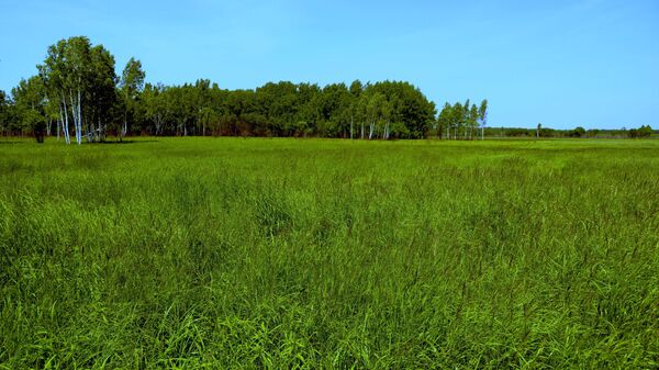 Участок земли, предоставленный в аренду как дальневосточный гектар, в Хабаровском крае