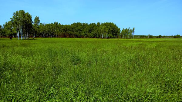 Дальневосточный гектар в Хабаровском крае. Архивное фото