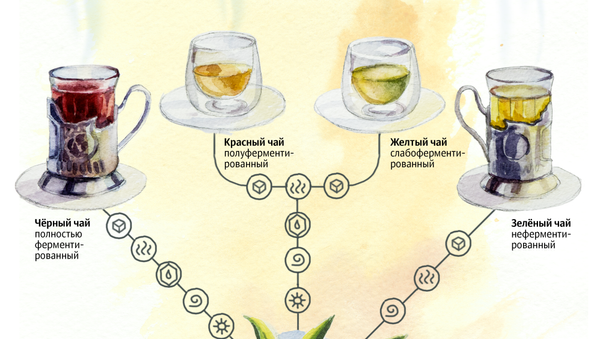 Любимый напиток россиян: как создают и как подделывают чай