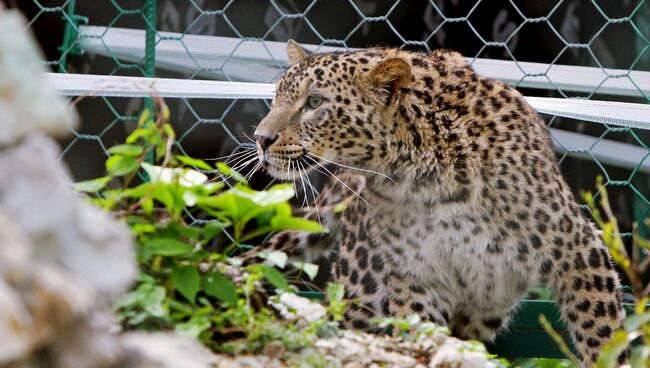 На Кавказе выпустят в дикую природу пять переднеазиатских леопардов