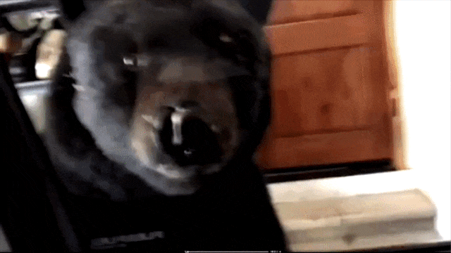 Медведь залез в гараж gif