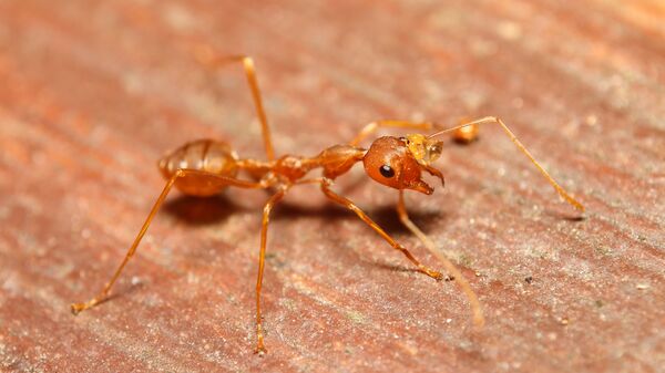 Красный огненный муравей. Архивное фото