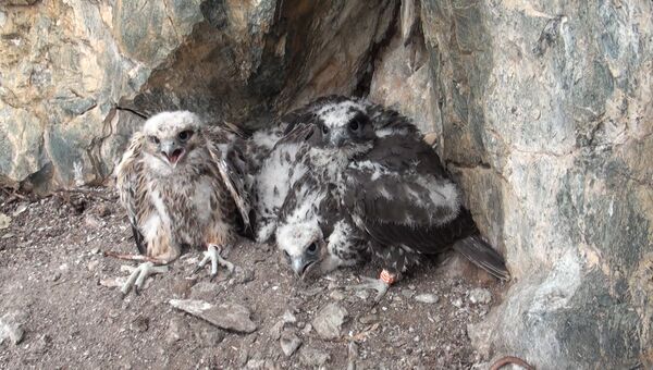 В Даурском заповеднике успешно восстанавливают популяцию редких хищных птиц