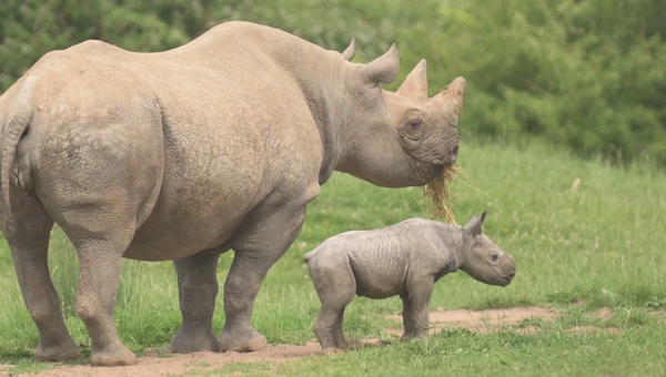 Сколько носорогов родилось в 2002 году. Самка носорога. Зоопарк Ростов на Дону носорог. Женщина носорог. Носорог Калининград зоопарк.