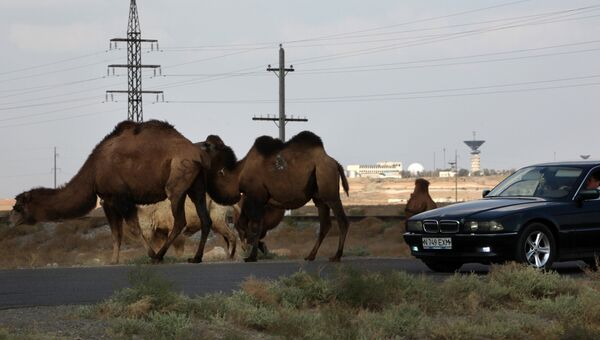 Верблюд у автомобильной дороги. Байконур, Казахстан