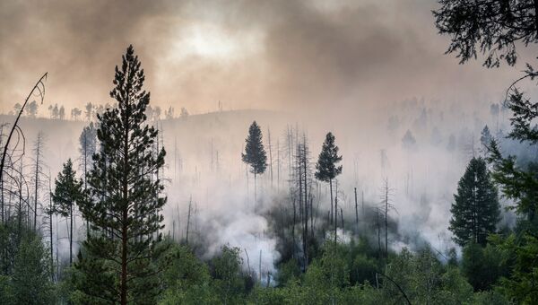 Лесной пожар. Архивное фото