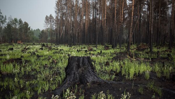 Пни от сгоревших деревьев в окрестностях деревни Черемушки в Прибайкальском районе Бурятии