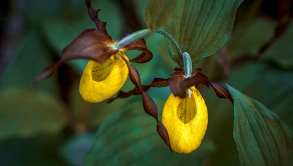 В Кенозерье обнаружена крупная популяция редких северных орхидей