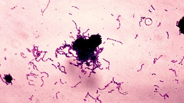 Бактерии Streptococcus mutans