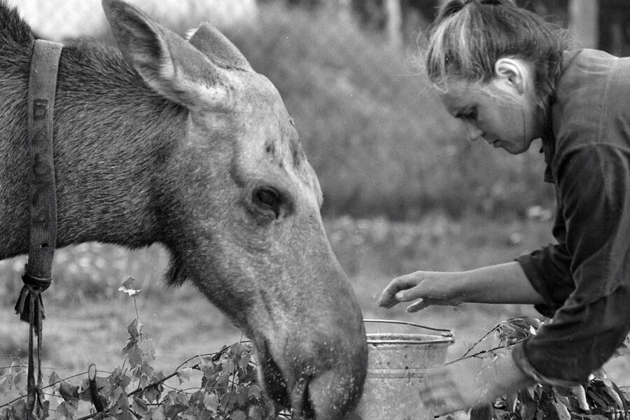 Доярка кормит лосиху перед очередной дойкой. Печоро-Илычский заповедник. 1993 год