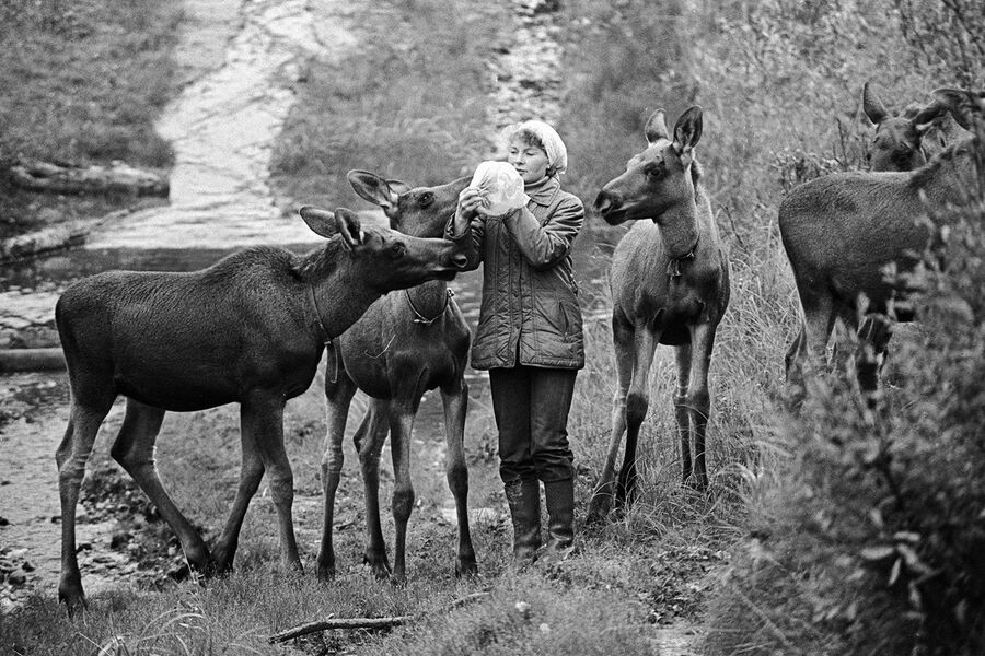 Сотрудница Печоро-Илычского заповедника подкармливает молодых лосей. 1987 год