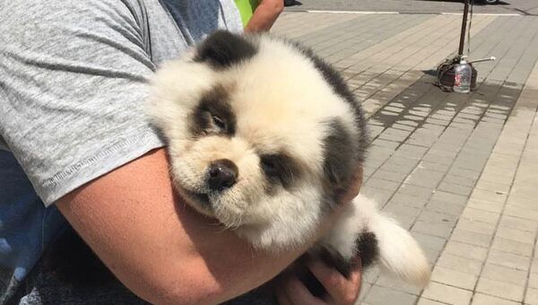 Перекрашенный в панду щенок чау-чау в Сочи