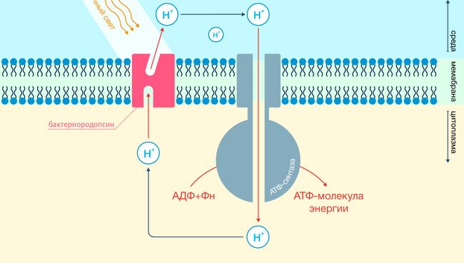 Устройство мембраны светочувствительной бактерии