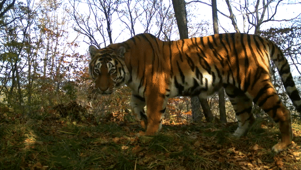 В Приморье в нацпарке тигрята делали селфи на фотоловушку