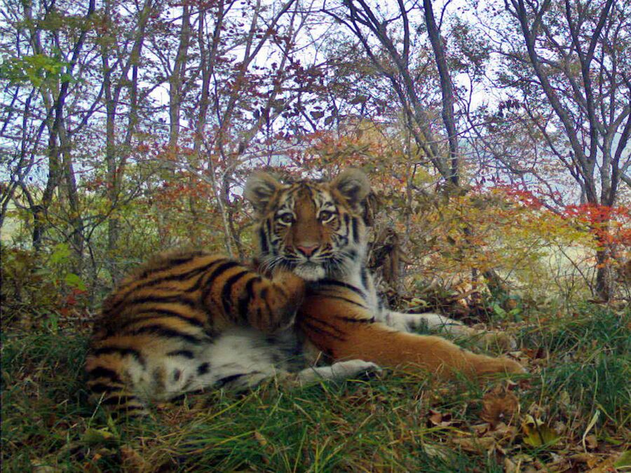 Тигриное семейство устроило фотосессию на «Земле леопарда»
